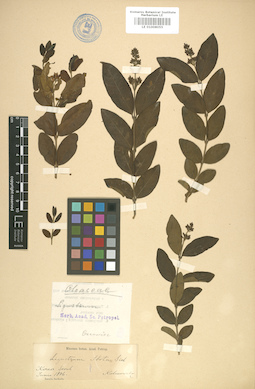 LE 01008055