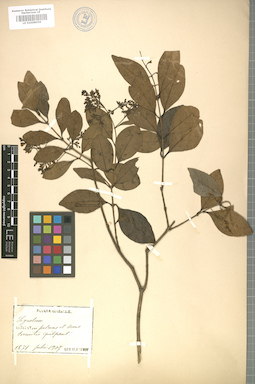 LE 01008058