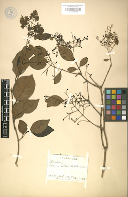 LE 01008059