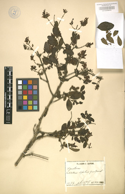 LE 01008061