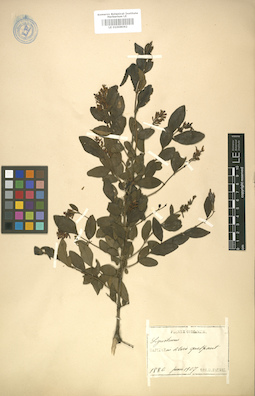 LE 01008062