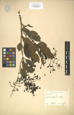 LE 01008063