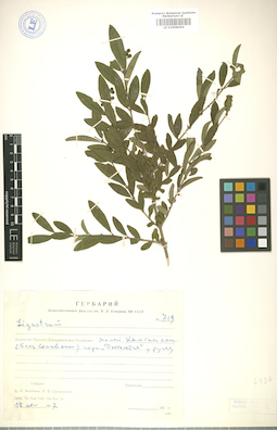 LE 01008064
