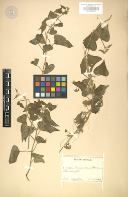 LE 01008105