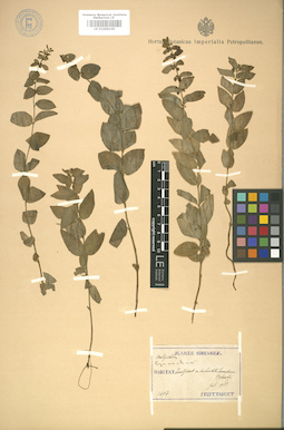 LE 01008106