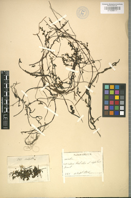 LE 01008113