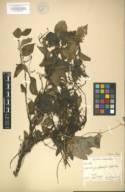 LE 01008115