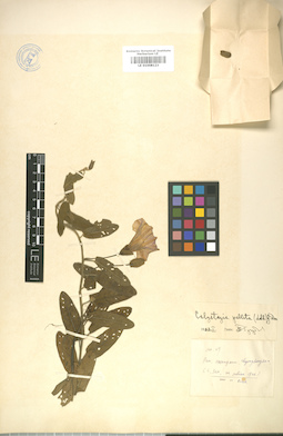 LE 01008123