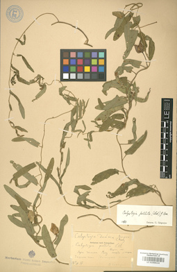 LE 01008124