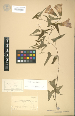 LE 01008127