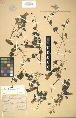 LE 01008130