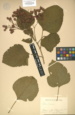 LE 01008154