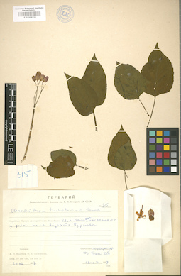 LE 01008155