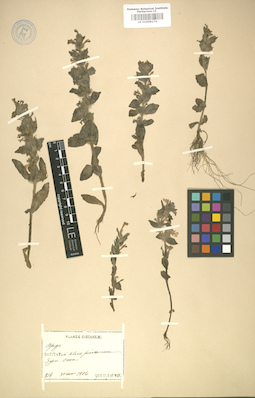 LE 01008174