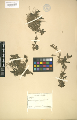 LE 01008175