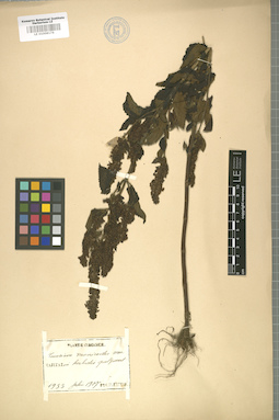 LE 01008176