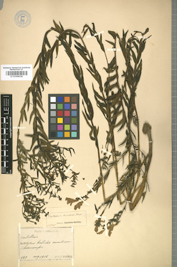LE 01008181