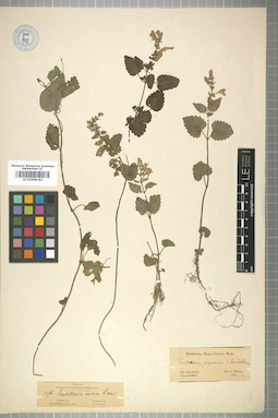 LE 01008183