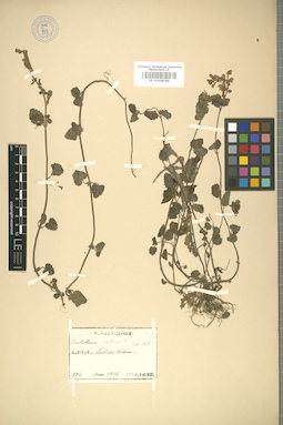 LE 01008186