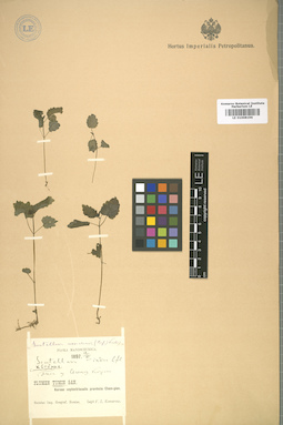 LE 01008196