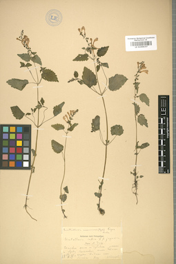 LE 01008197