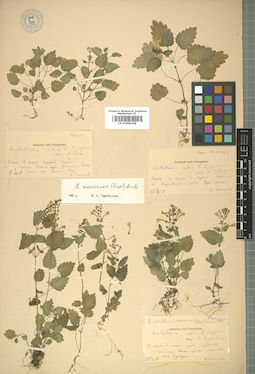 LE 01008198