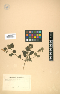 LE 01008199