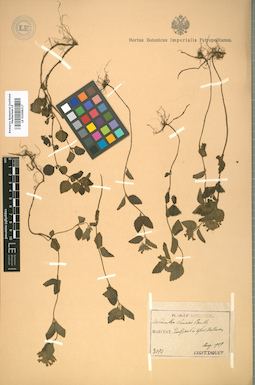 LE 01008217