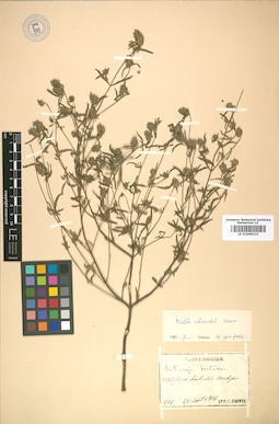 LE 01008233