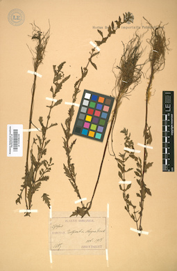 LE 01008239