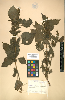 LE 01008243