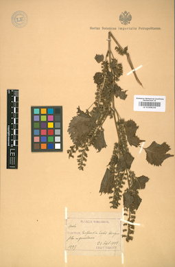 LE 01008244