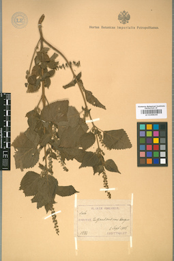 LE 01008245