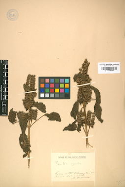 LE 01008246