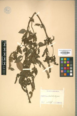 LE 01008247