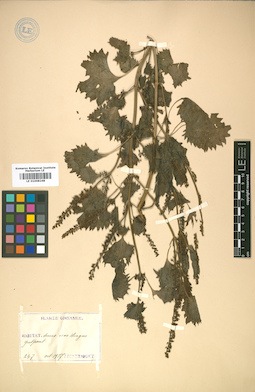 LE 01008248