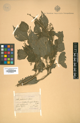 LE 01008251