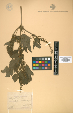 LE 01008252