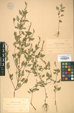 LE 01008253