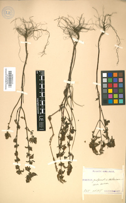 LE 01008256