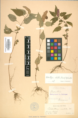 LE 01008263