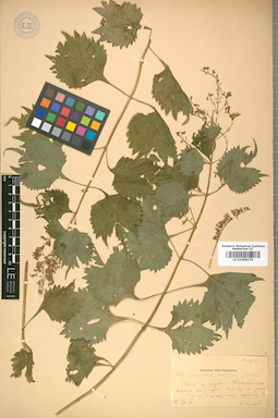 LE 01008276