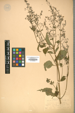 LE 01008281