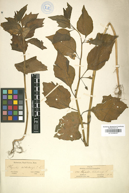 LE 01008297