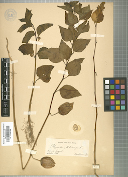 LE 01008299