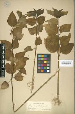 LE 01008300