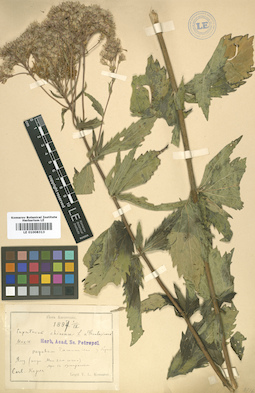 LE 01008313