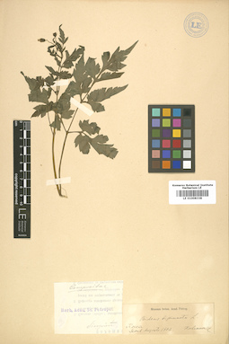 LE 01008338