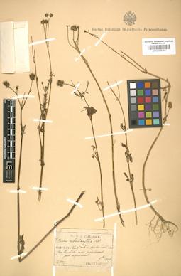 LE 01008343