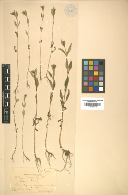 LE 01008345